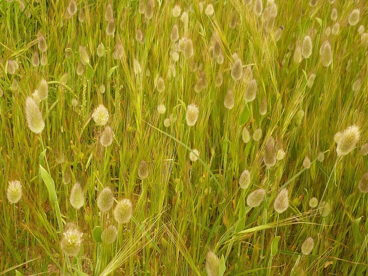 Lagurus ovatus subsp. ovatus (Poaceae)